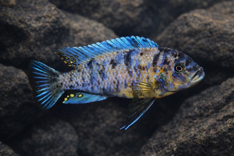 Maylandia zebra 'Nkhungu Reef'